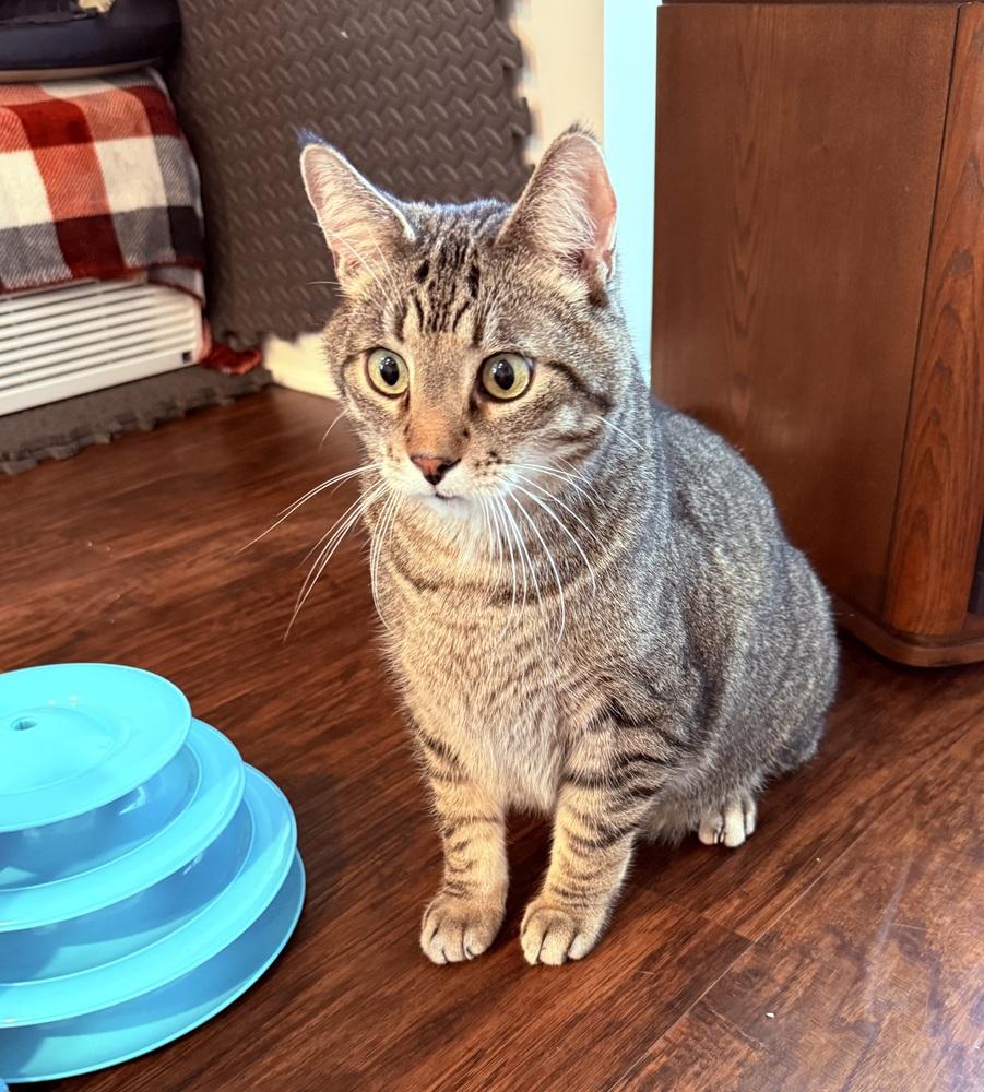 Enlarge Flynn (26-042 C), a Adoptable Domestic Short Hair in Lansing, MI image 2/3