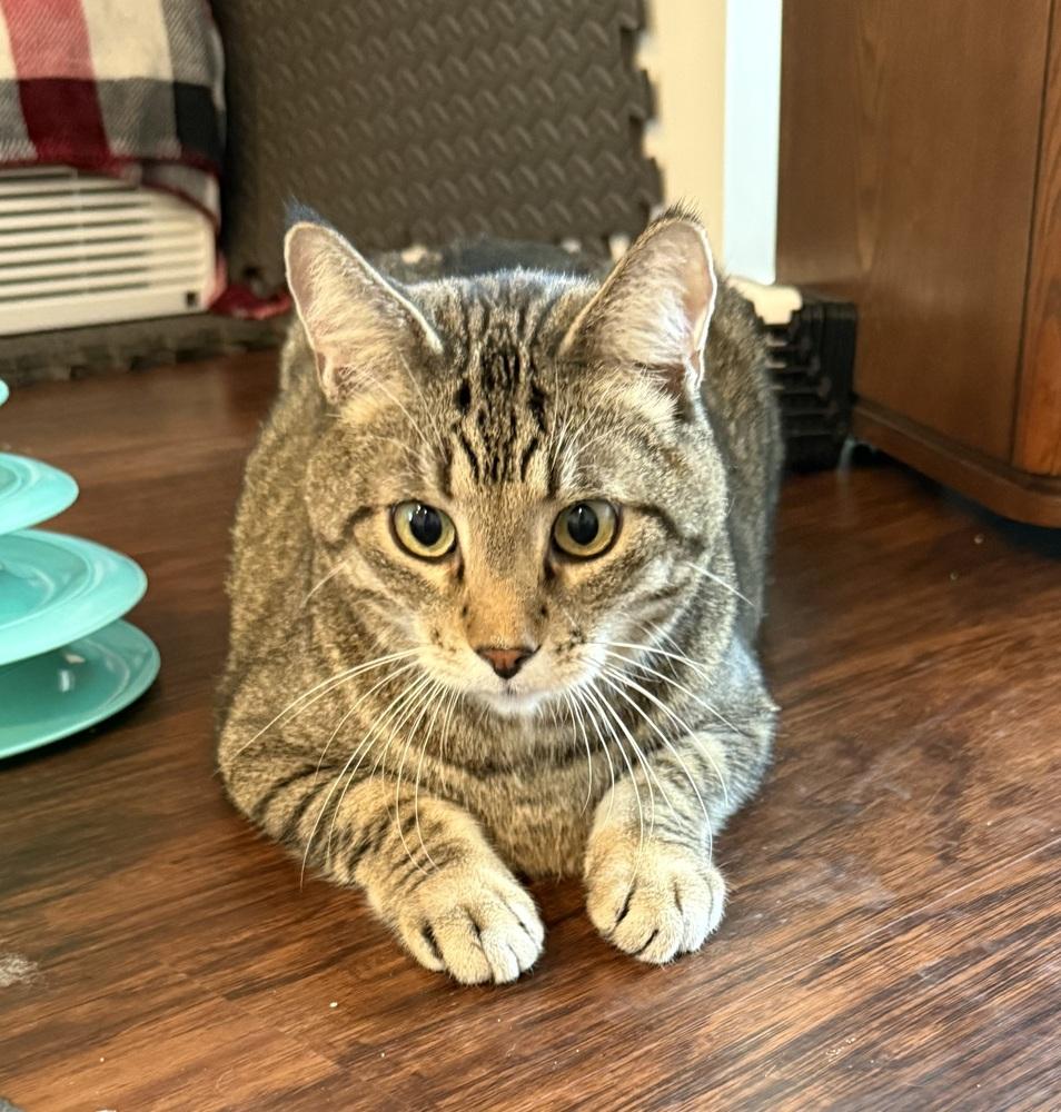 Enlarge Flynn (26-042 C), a Adoptable Domestic Short Hair in Lansing, MI image 3/3