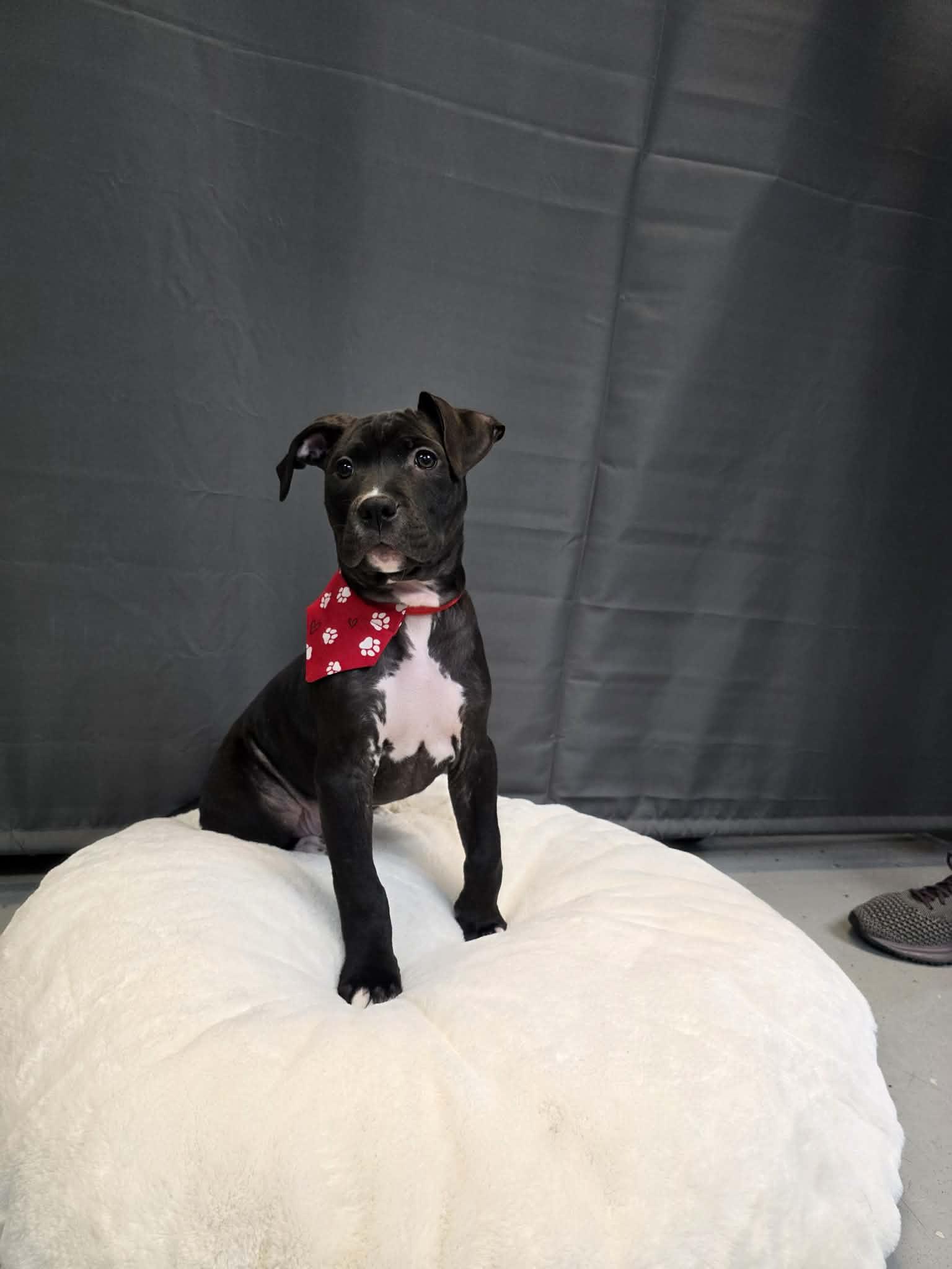 Enlarge Moon, a ADOPTABLE mixed breed in Pleasant Ridge, MI image 2/4