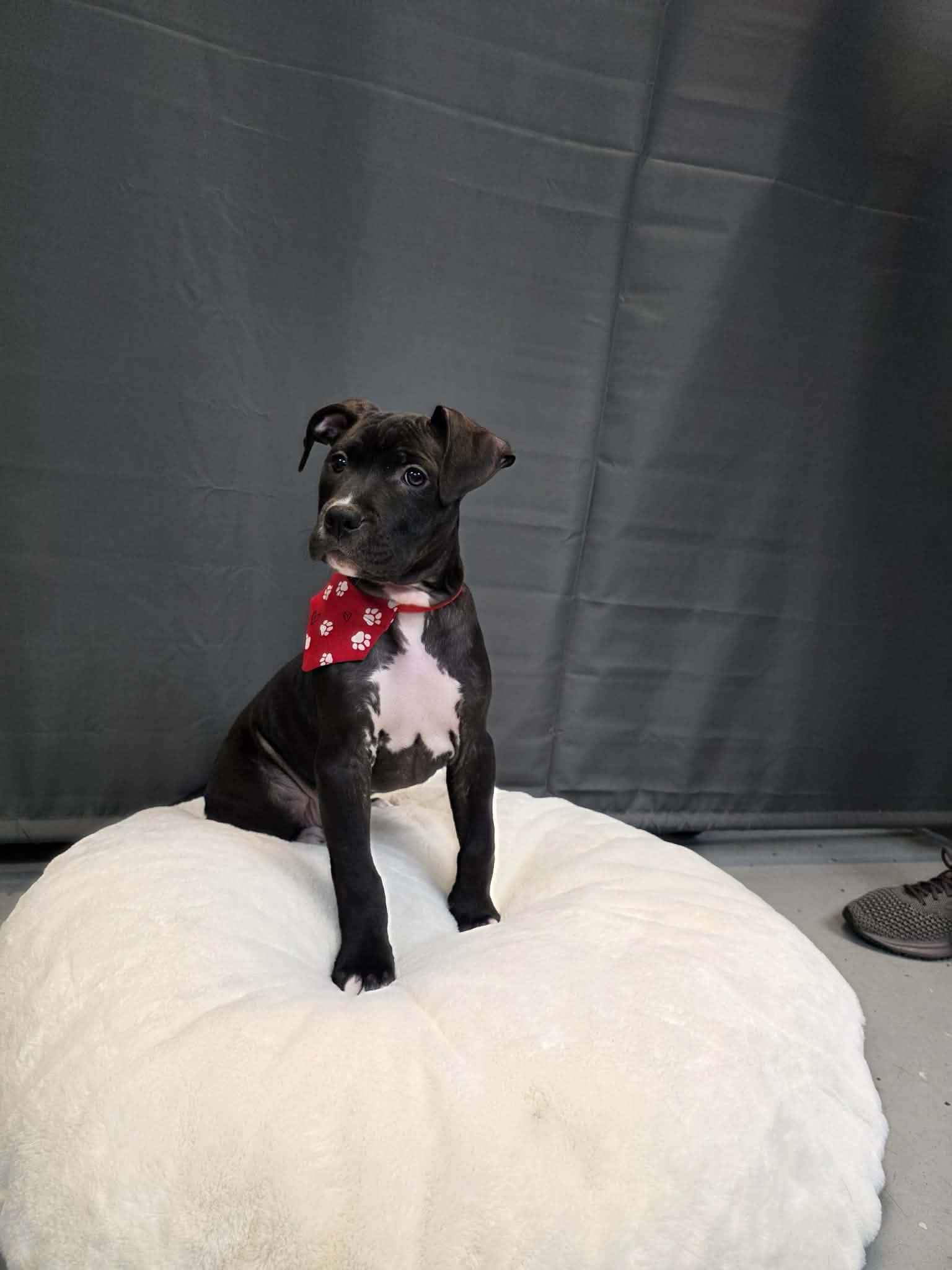 Enlarge Moon, a ADOPTABLE mixed breed in Pleasant Ridge, MI image 1/4