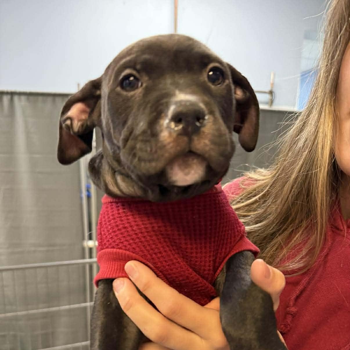 Enlarge Moon, a ADOPTABLE mixed breed in Pleasant Ridge, MI image 4/4