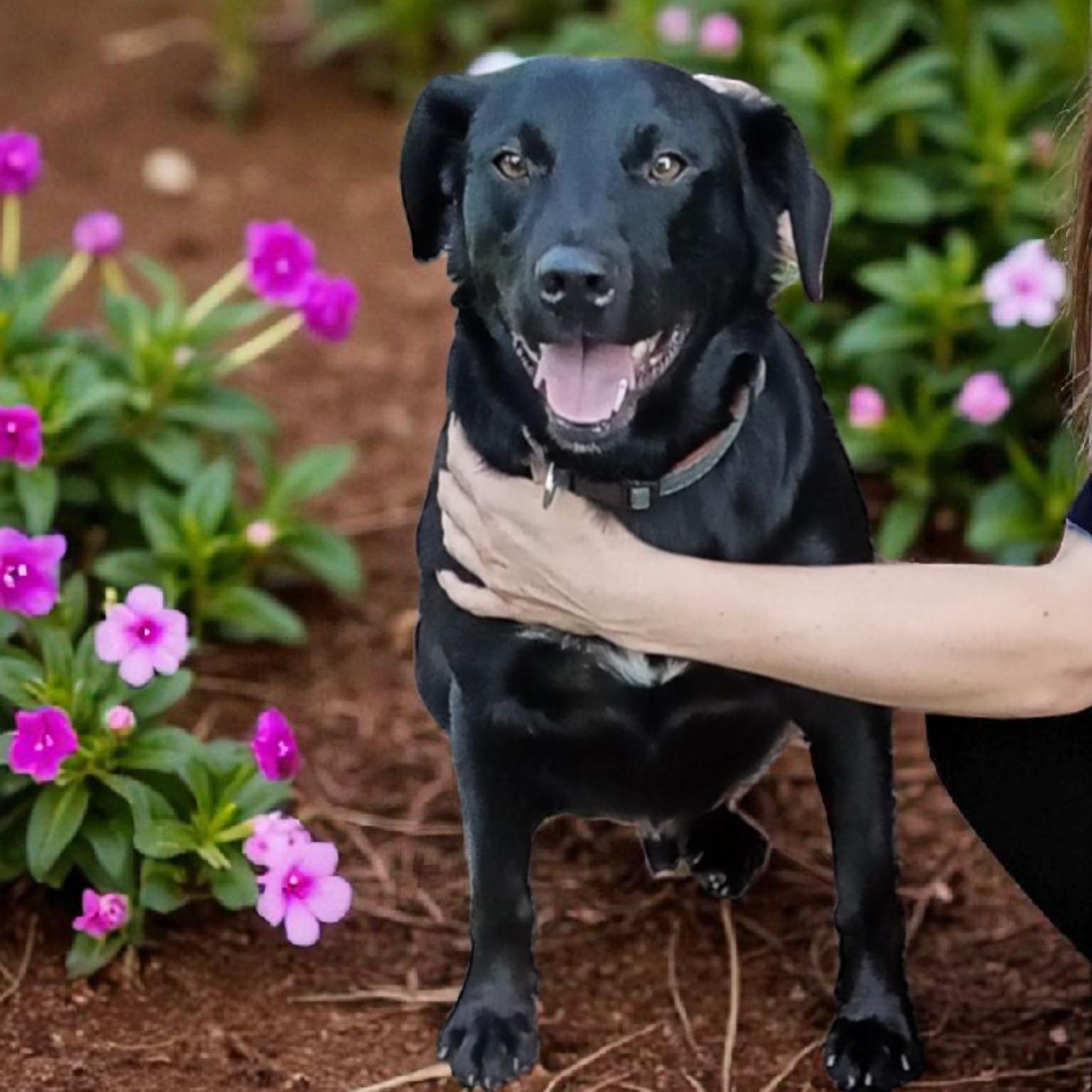 Jack Black, a Adoptable mixed breed in Columbus, IN image 1/4