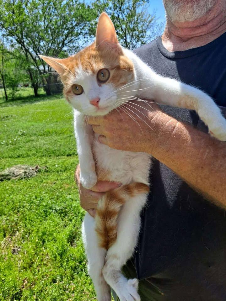 Frankie, Adult Female Tabby
