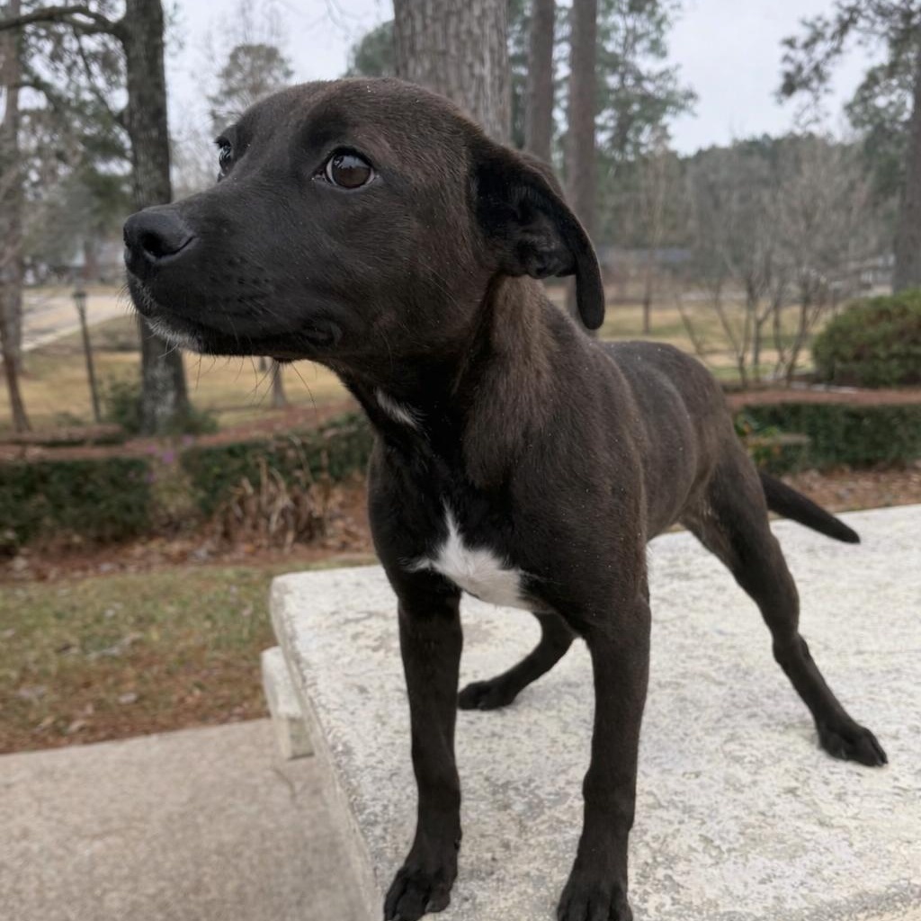 Enlarge Poppy, a Adoptable mixed breed in Arnold, MO image 4/5