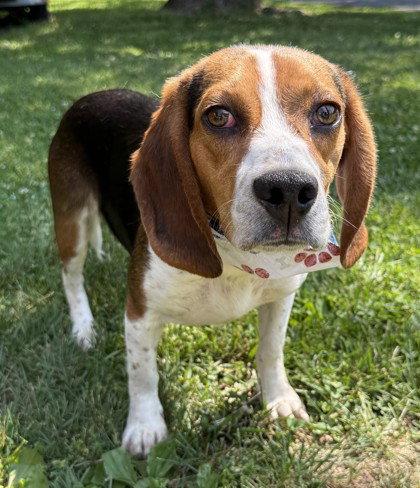 Enlarge Mojo Jojo, a Adoptable Beagle in Midland, VA image 1/1
