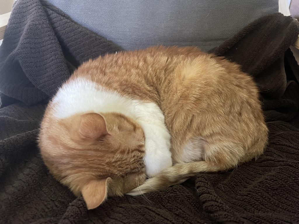 Pumpkin 4, Adoptable, Adult Male Domestic Short Hair.