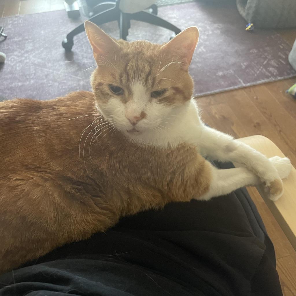 Enlarge Pumpkin 4, a Adoptable Domestic Short Hair in Arthur, ON image 2/4