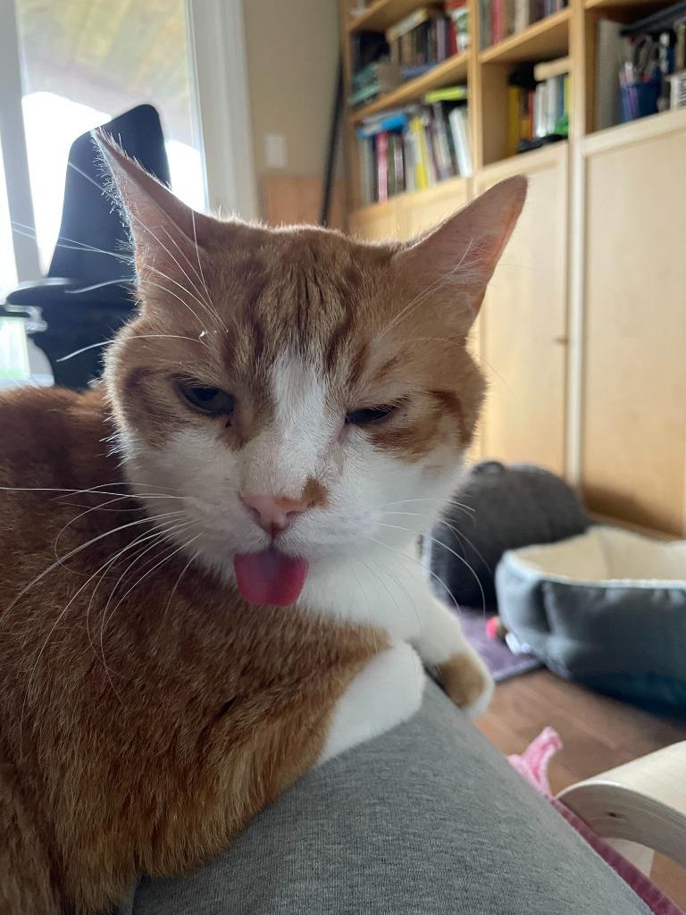 Enlarge Pumpkin 4, a Adoptable Domestic Short Hair in Arthur, ON image 3/4