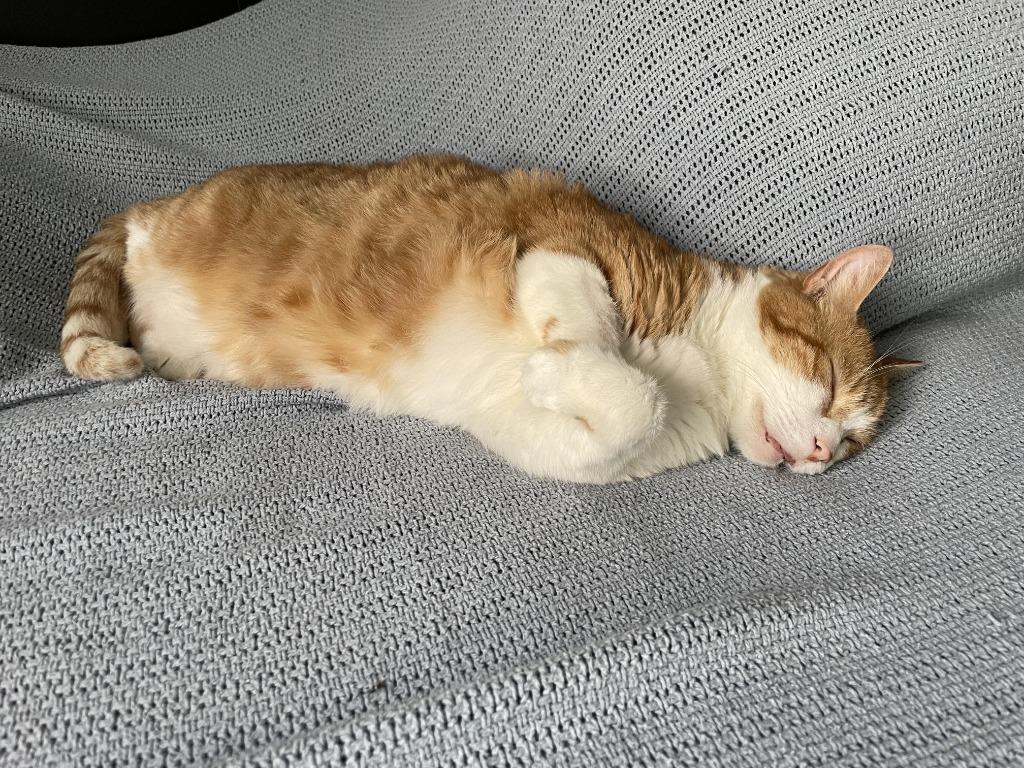 Enlarge Pumpkin 4, a Adoptable Domestic Short Hair in Arthur, ON image 4/4