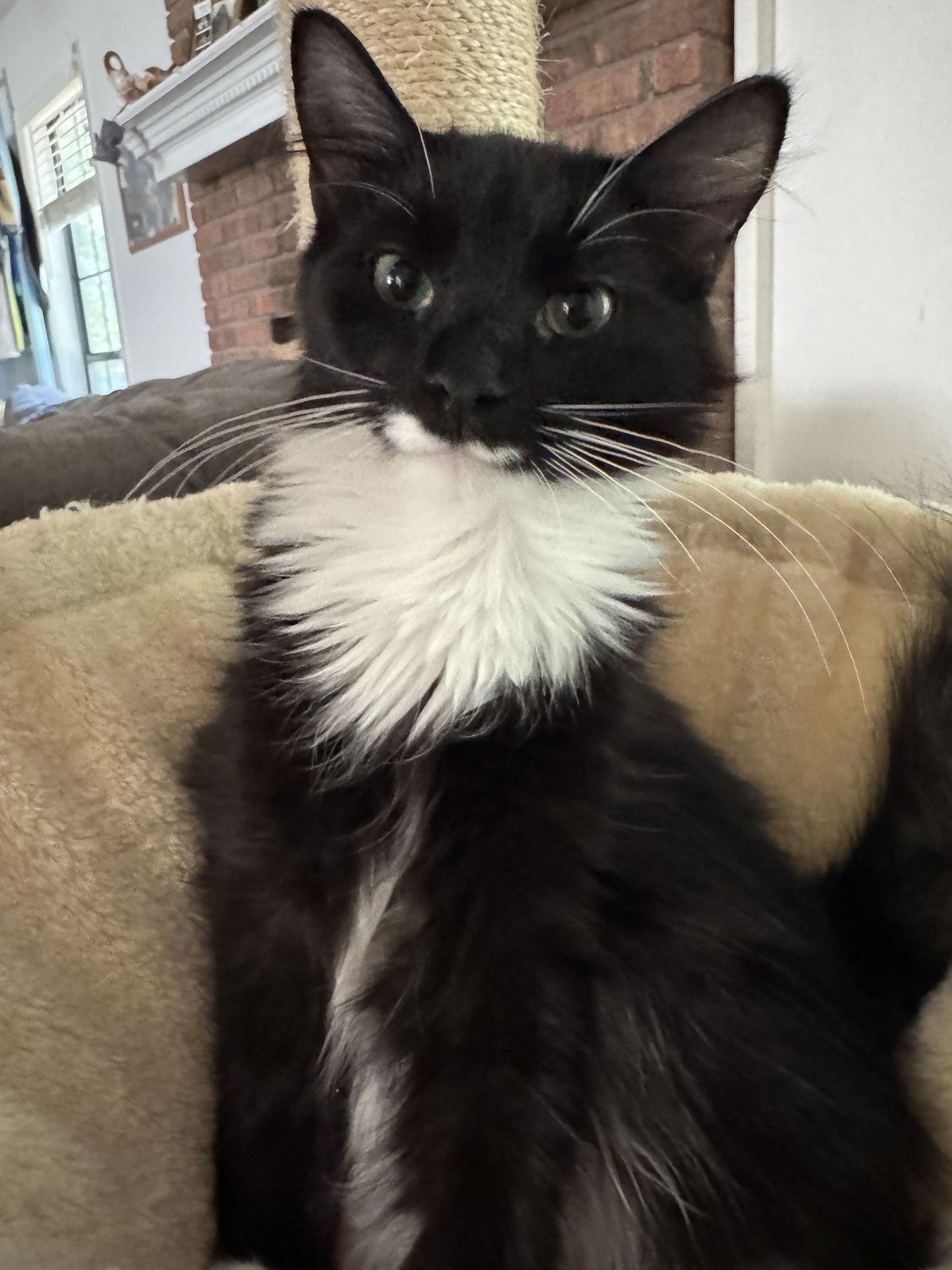 Gwyneth, Adopted, Kitten Female Domestic Medium Hair.