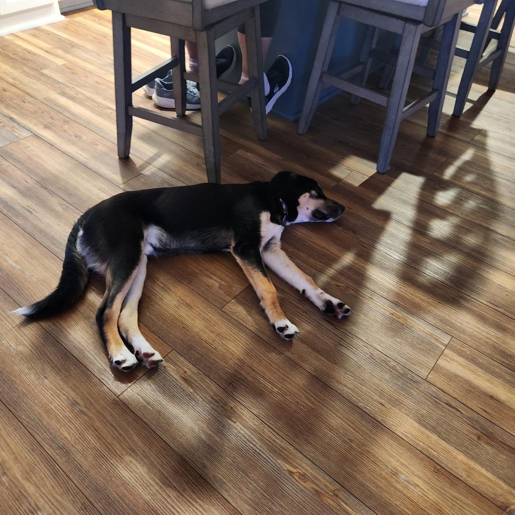 Enlarge Sanderson 22479 Foster Needed, a Adoptable mixed breed in Minneapolis, MN image 1/4