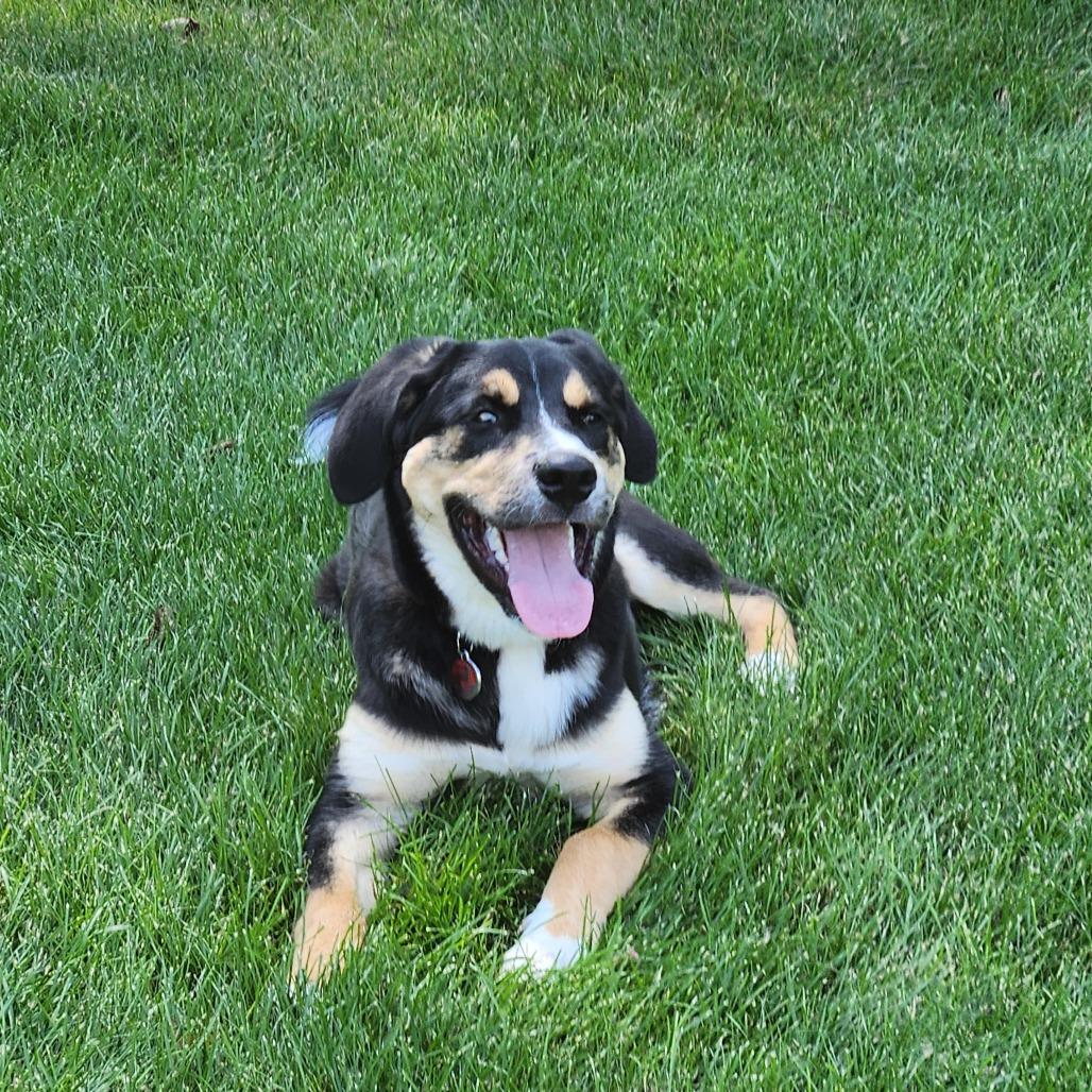 Enlarge Sanderson 22479 Foster Needed, a Adoptable mixed breed in Minneapolis, MN image 4/4