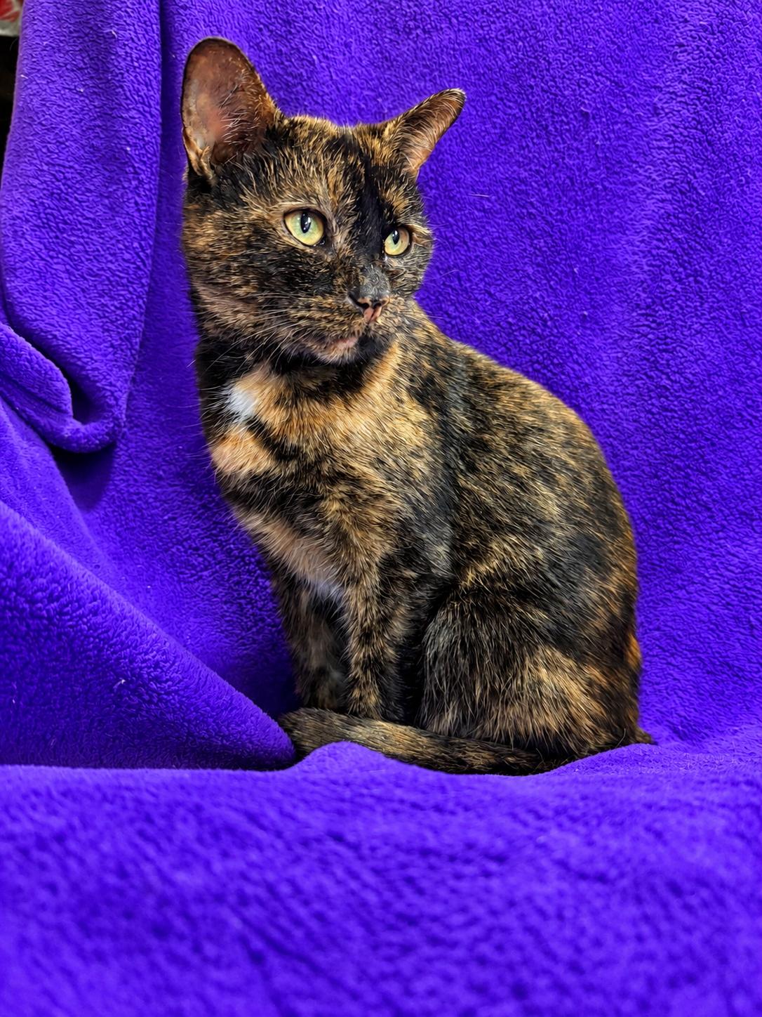 Veronica, Adoptable, Young Female Tortoiseshell.