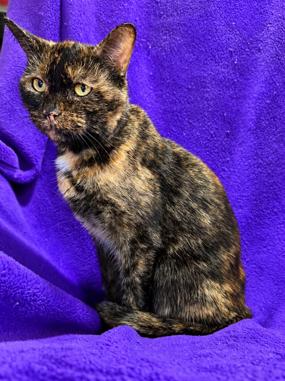 Enlarge Veronica, a Adoptable Tortoiseshell in Smicksburg, pa 16256, PA image 3/3