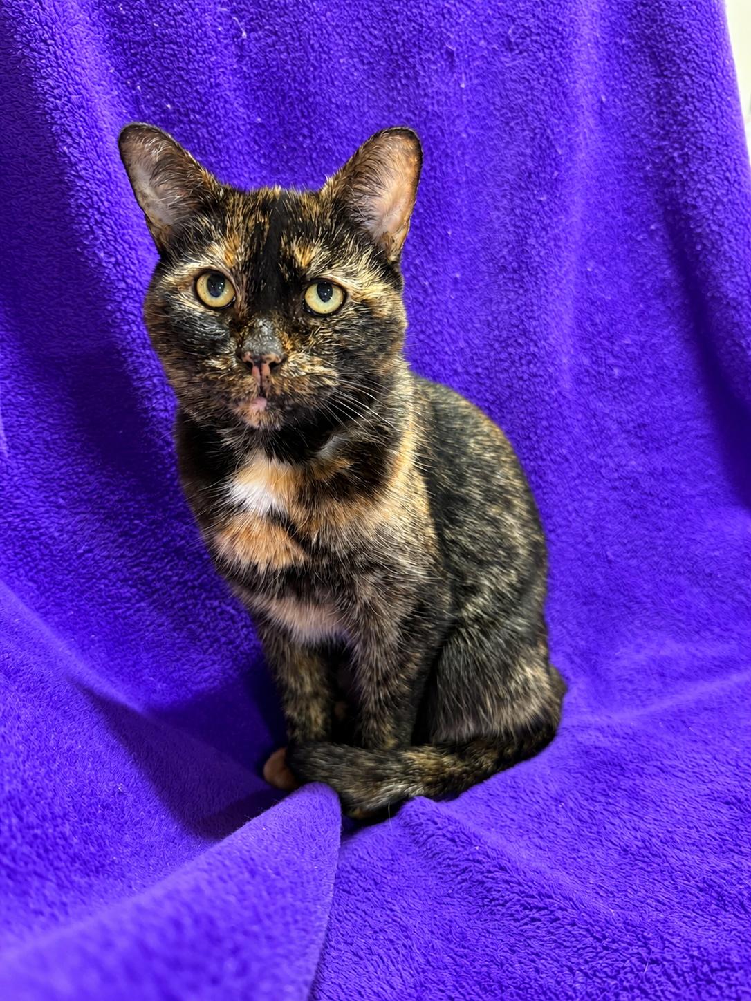Enlarge Veronica, a Adoptable Tortoiseshell in Smicksburg, pa 16256, PA image 2/3