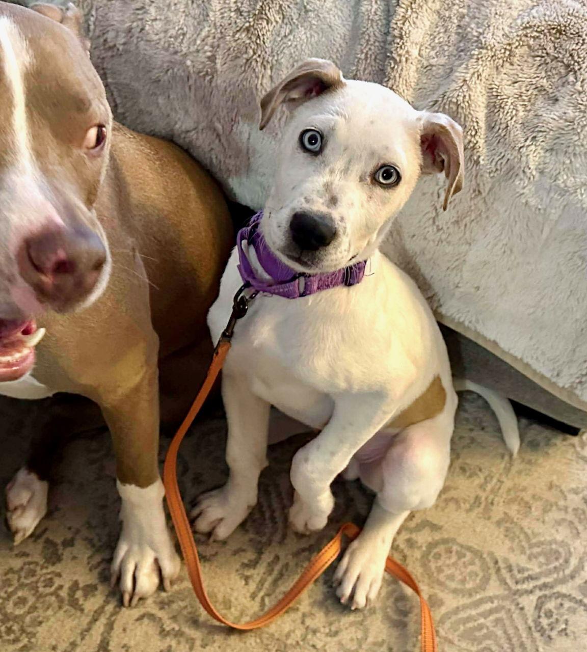 RASCAL, Adoptable, Puppy Male Shepherd & Husky.