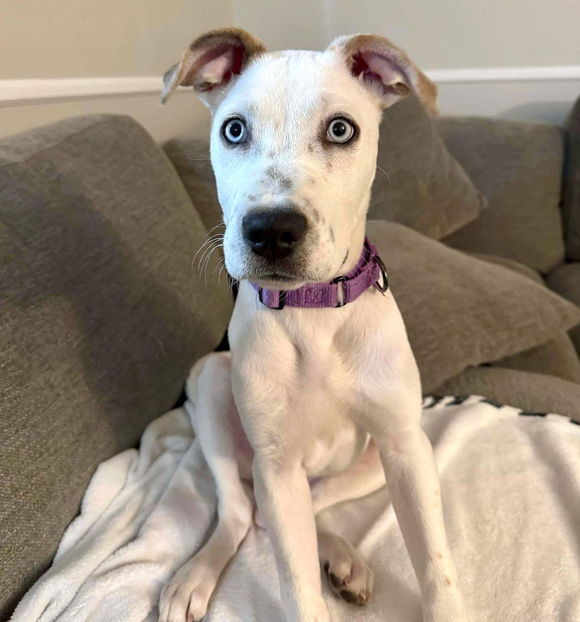 Enlarge RASCAL, a Adoptable mixed breed in GILBERTS, IL image 2/3
