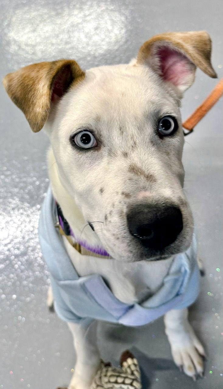 Enlarge RASCAL, a Adoptable mixed breed in GILBERTS, IL image 2/3