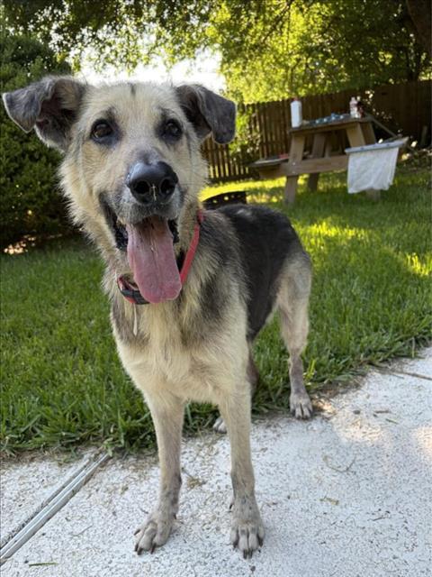 ACE, Adoptable, Adult Male German Shepherd Dog & Mixed Breed.