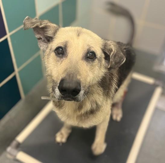 ACE, Adoptable, Adult Male German Shepherd Dog & Mixed Breed.