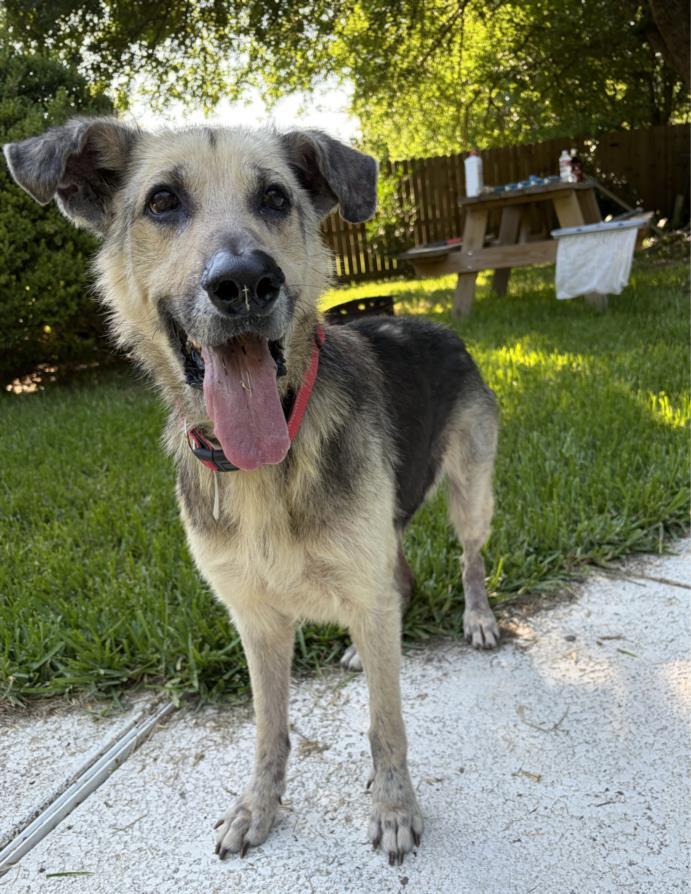 ACE, Adoptable, Adult Male German Shepherd Dog & Mixed Breed.