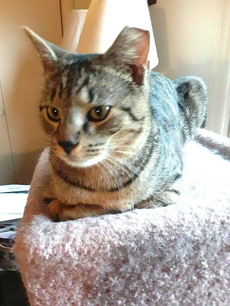 Clove ( Bonded With thumbnail 4