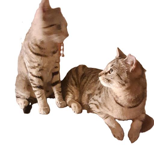 Clove ( Bonded With thumbnail 6