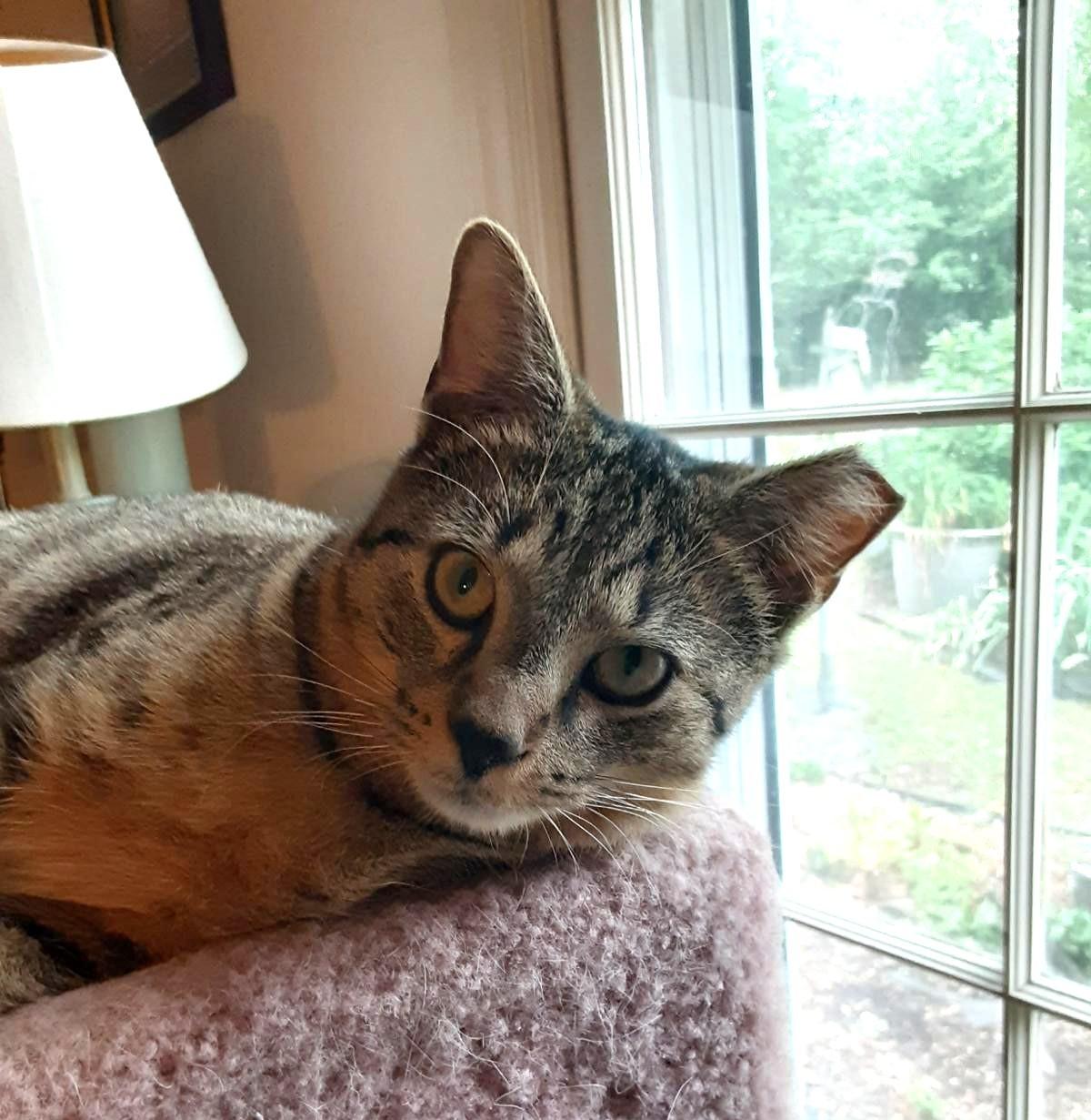 Clove ( Bonded With thumbnail 3