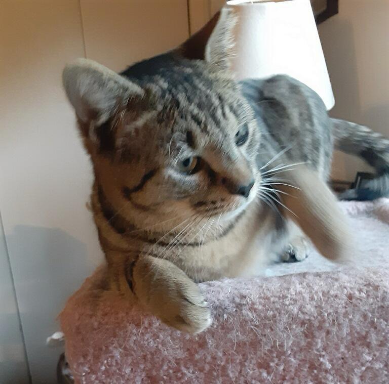 Clove ( Bonded With thumbnail 5