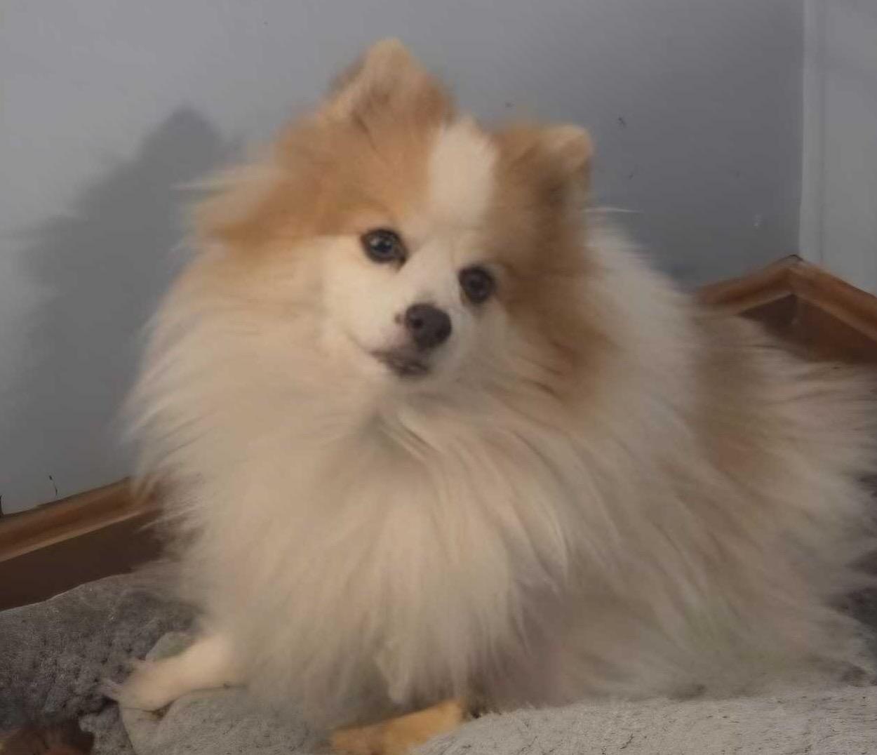 Valentine, ADOPTABLE, Senior Female Pomeranian.