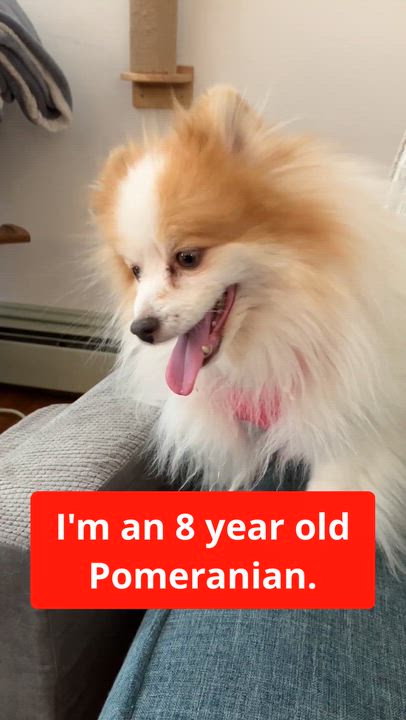 Enlarge Valentine, a ADOPTABLE Pomeranian in Bowdoin, ME video 2/3