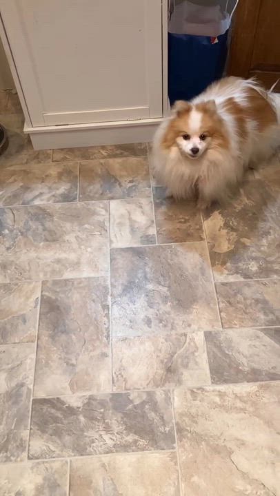 Enlarge Valentine, a ADOPTABLE Pomeranian in Bowdoin, ME video 3/3