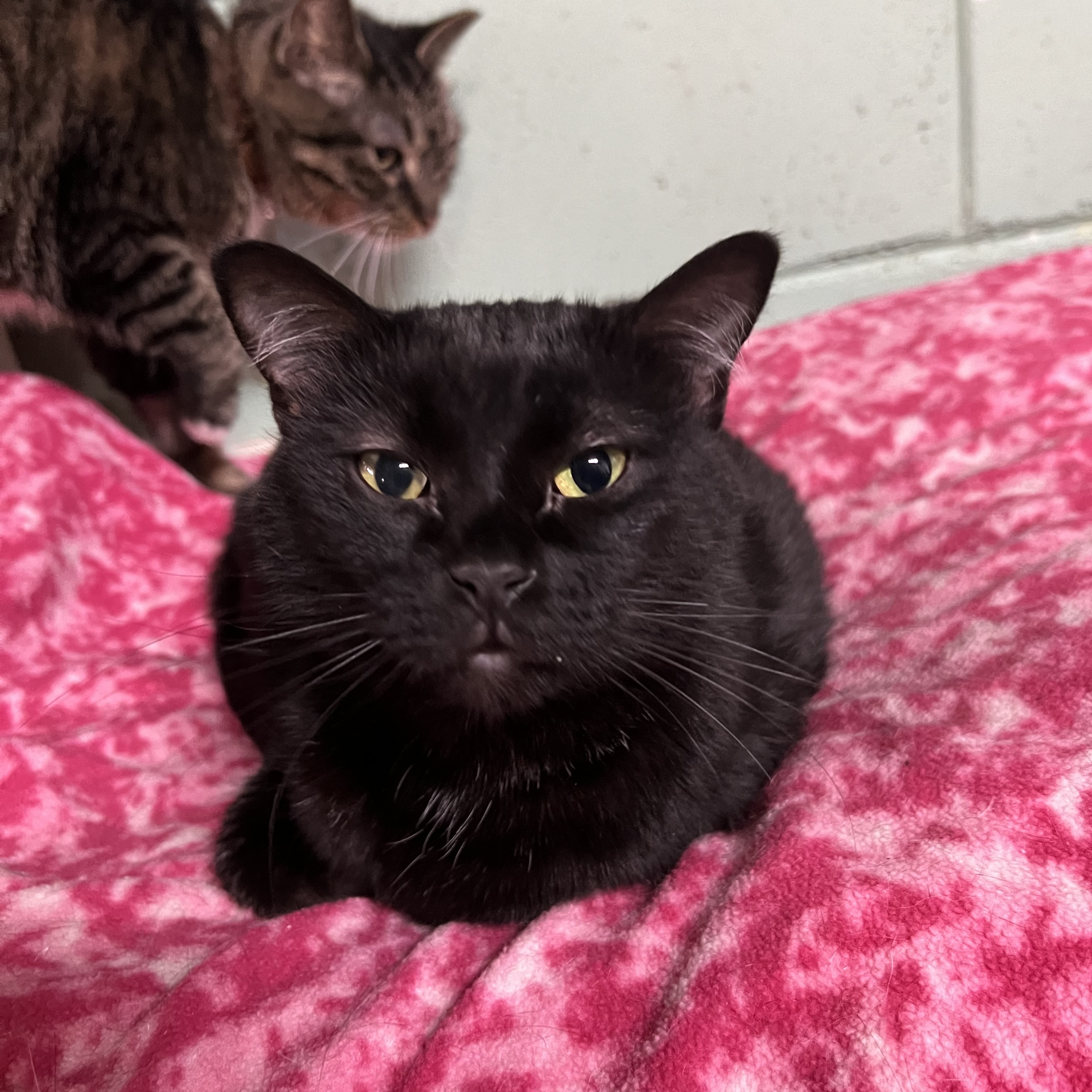 Skinny, a Adoptable mixed breed in Spencer, IA image 1/2