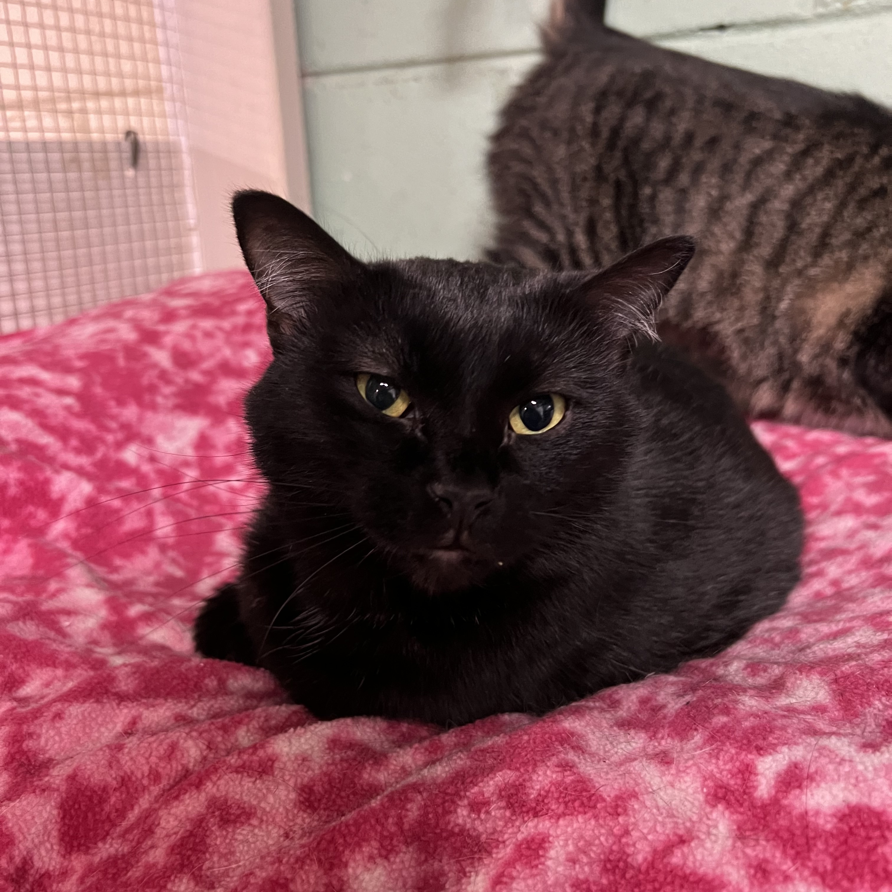 Skinny, a Adoptable mixed breed in Spencer, IA image 2/2