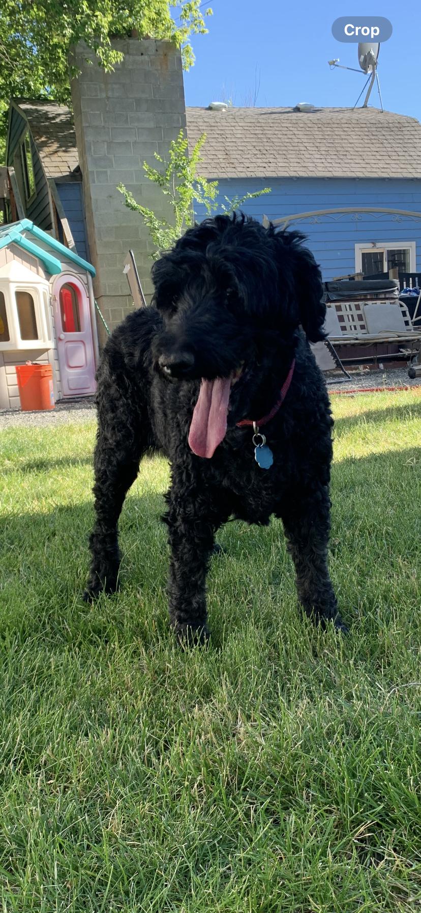 Loki, adopted, Senior Female Poodle.