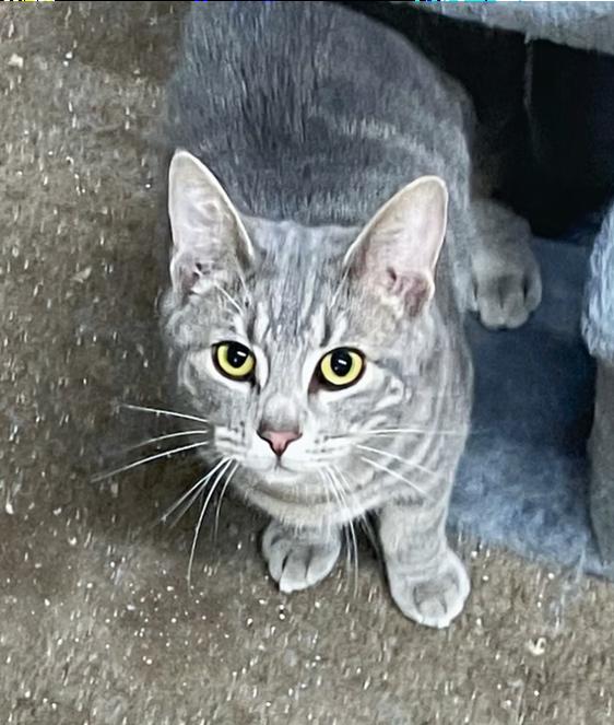 Enlarge Pimento, a Adoptable Domestic Short Hair in Columbia, KY image 2/3