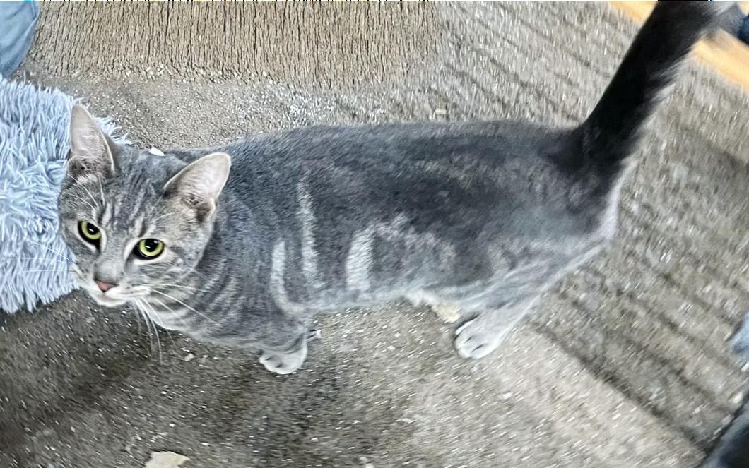 Enlarge Pimento, a Adoptable Domestic Short Hair in Columbia, KY image 3/3