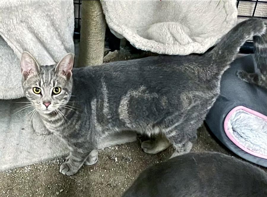 Pimento, Adoptable, Adult Male Domestic Short Hair.