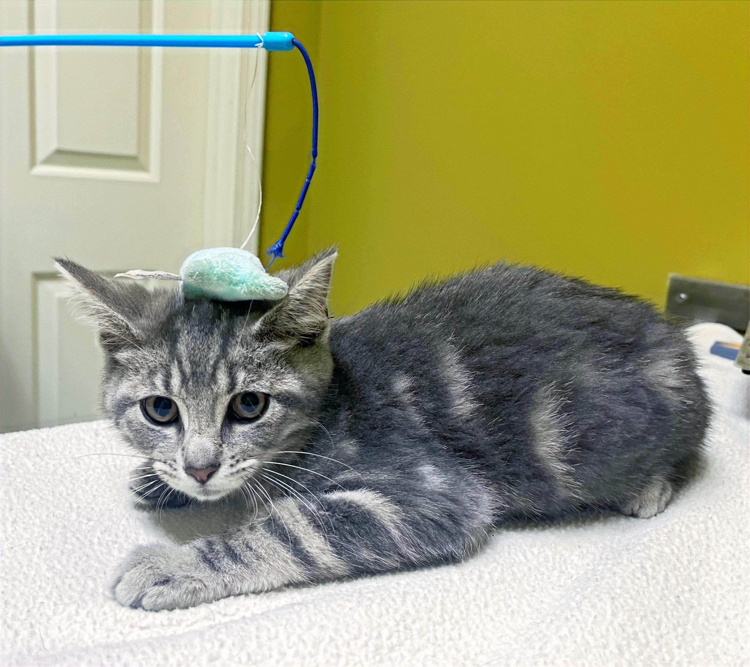 Enlarge Pimento, a Adoptable Domestic Short Hair in Columbia, KY image 1/4