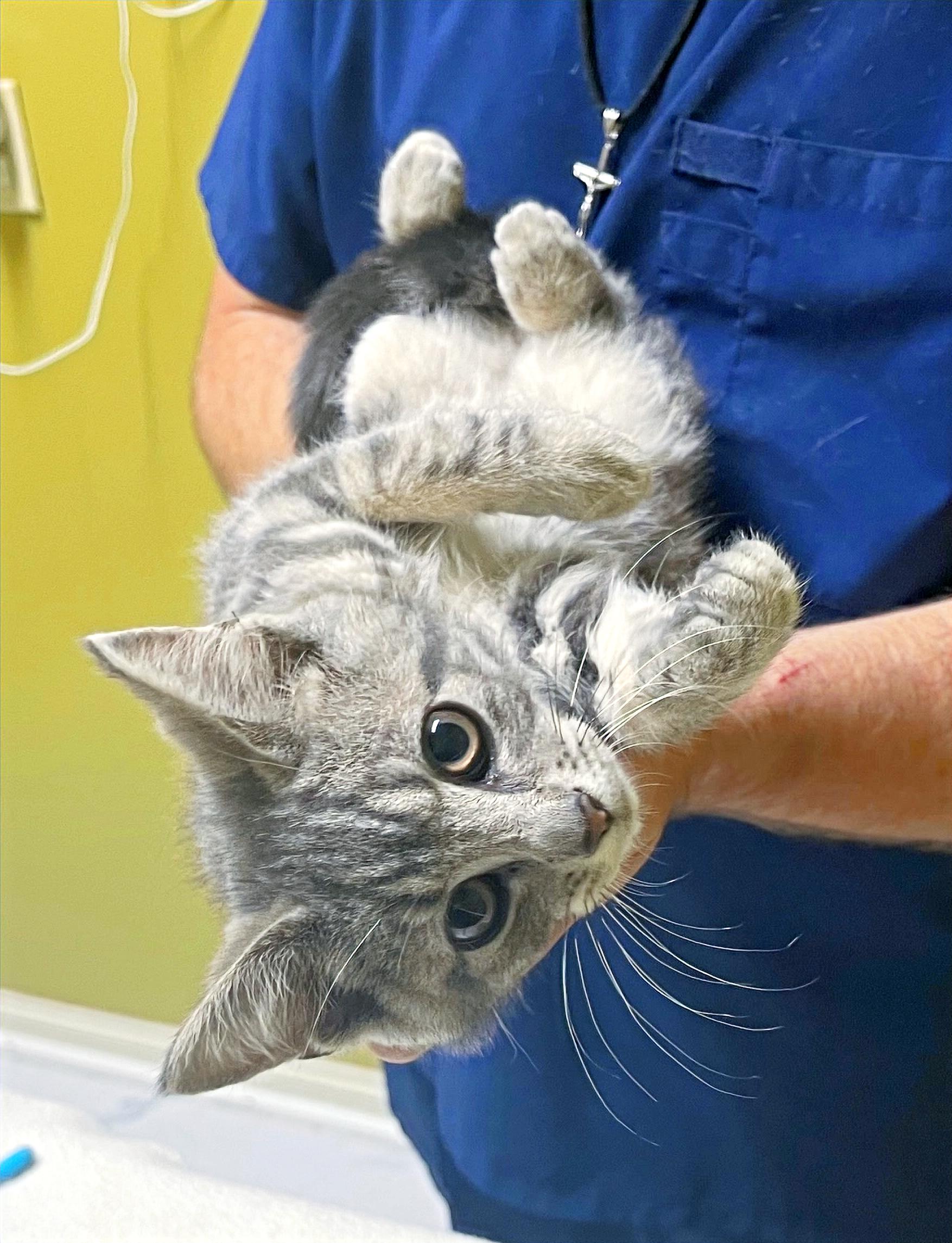 Enlarge Pimento, a Adoptable Domestic Short Hair in Columbia, KY image 2/4