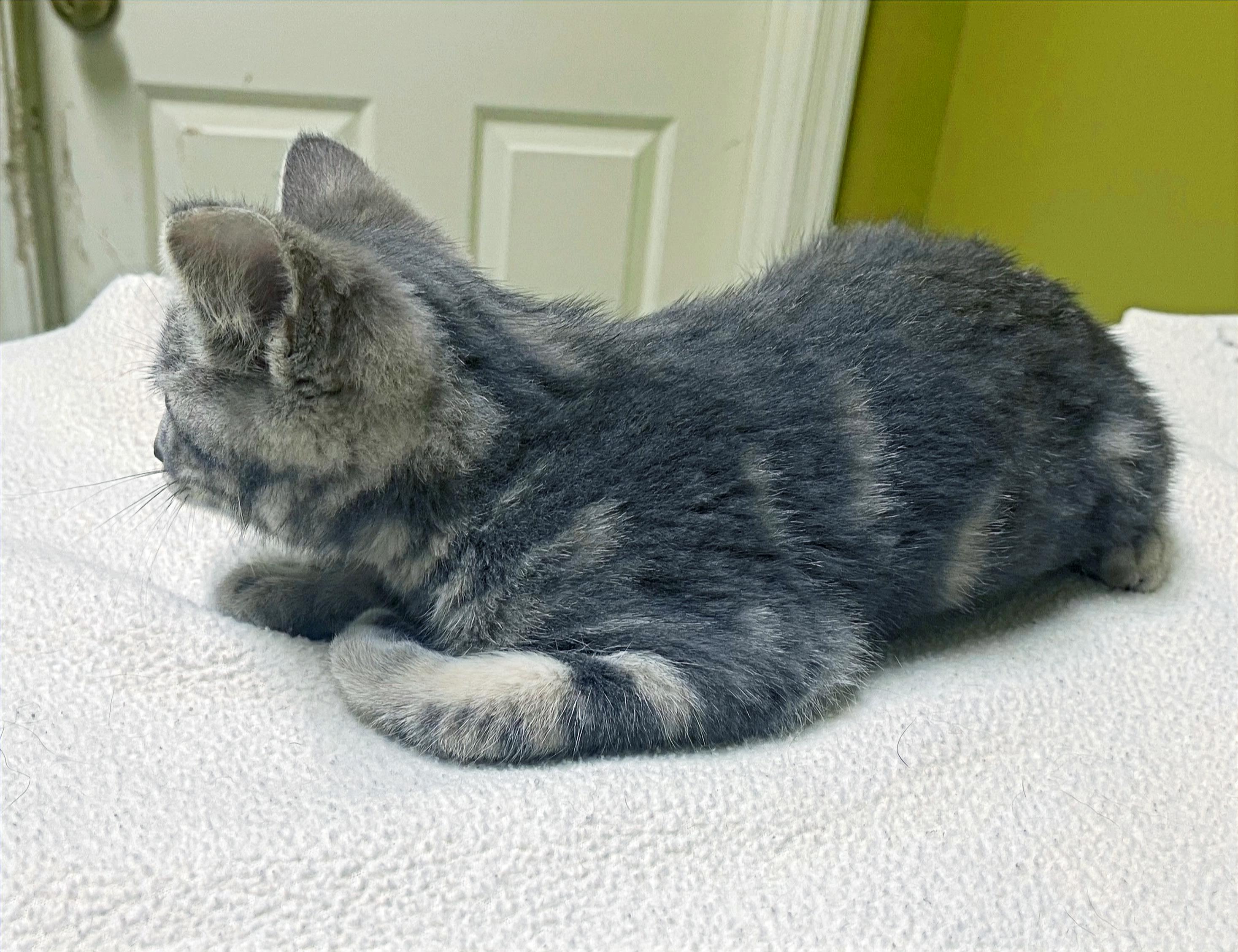 Enlarge Pimento, a Adoptable Domestic Short Hair in Columbia, KY image 3/4