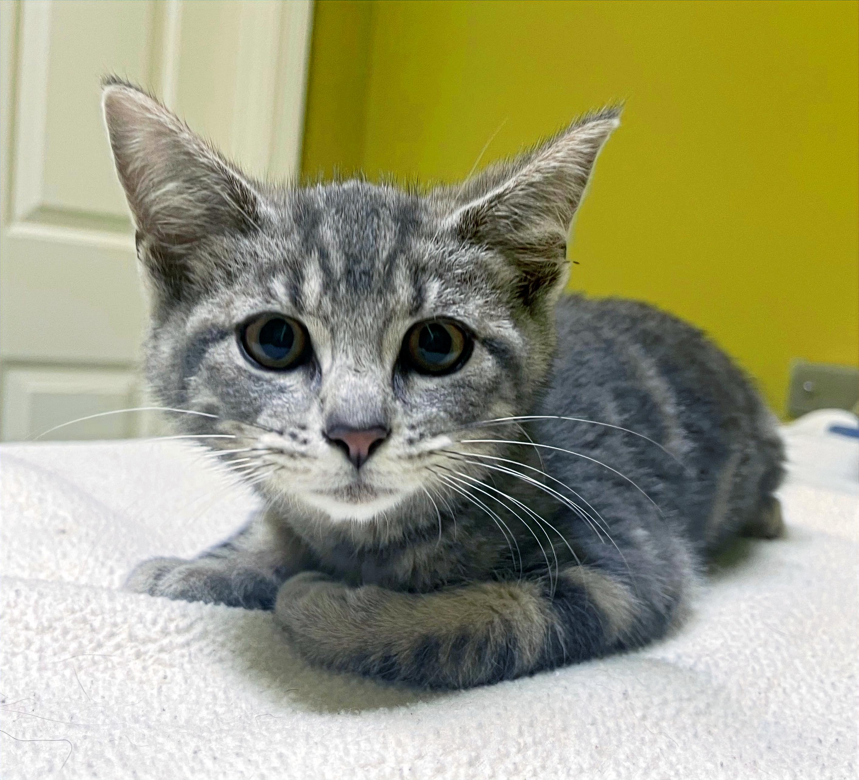 Enlarge Pimento, a Adoptable Domestic Short Hair in Columbia, KY image 4/4