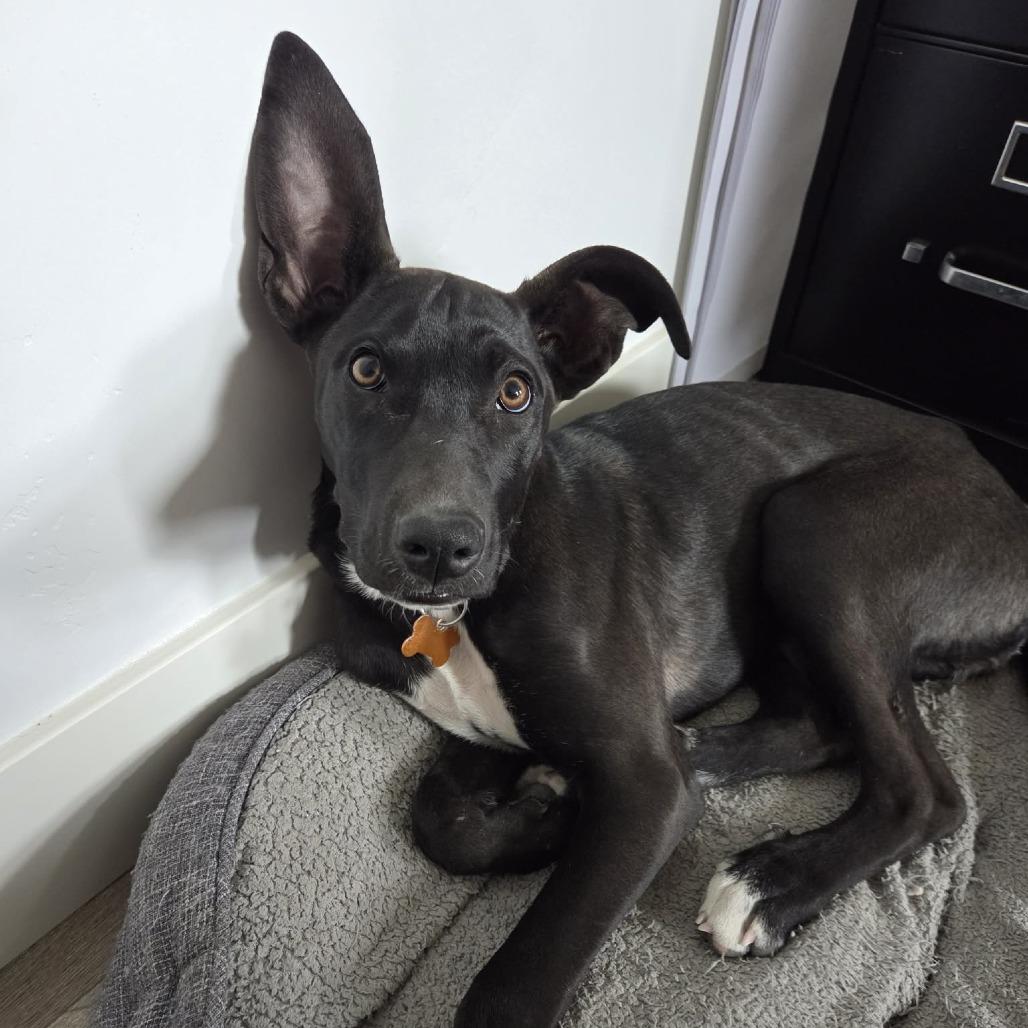 Enlarge Poppy, a Adoptable Mixed Breed in Bend, OR image 1/6