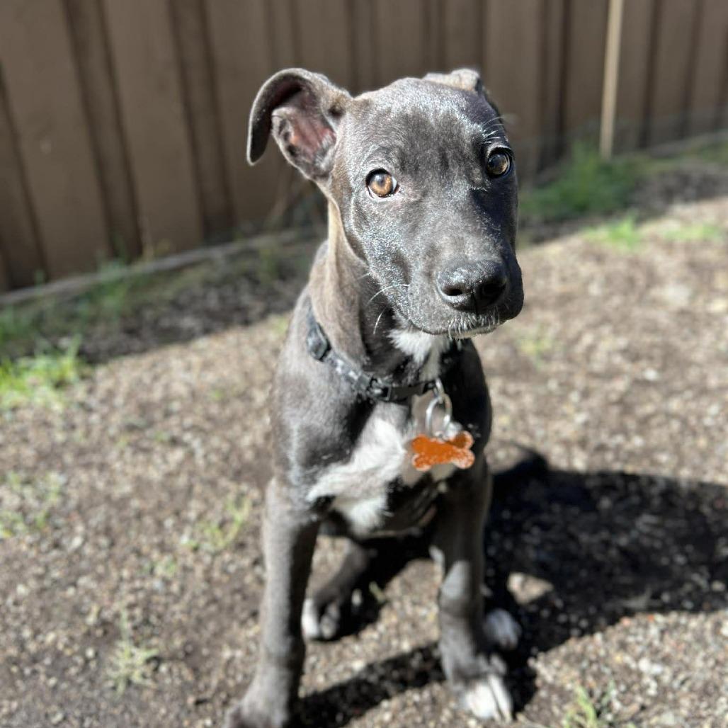Poppy, Adoptable, Puppy Female Pit Bull Terrier & Mixed Breed.