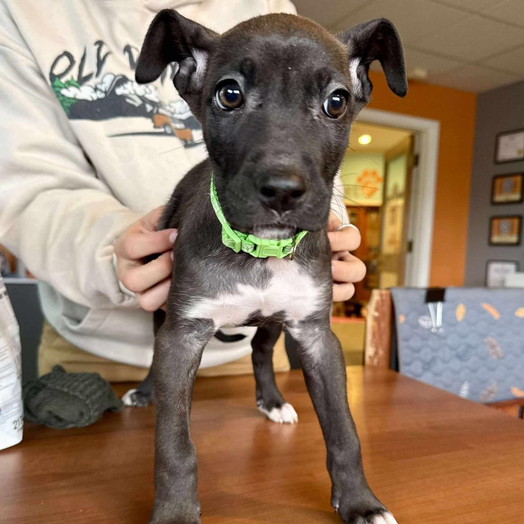 Enlarge Poppy, a Adoptable mixed breed in Bend, OR image 2/6