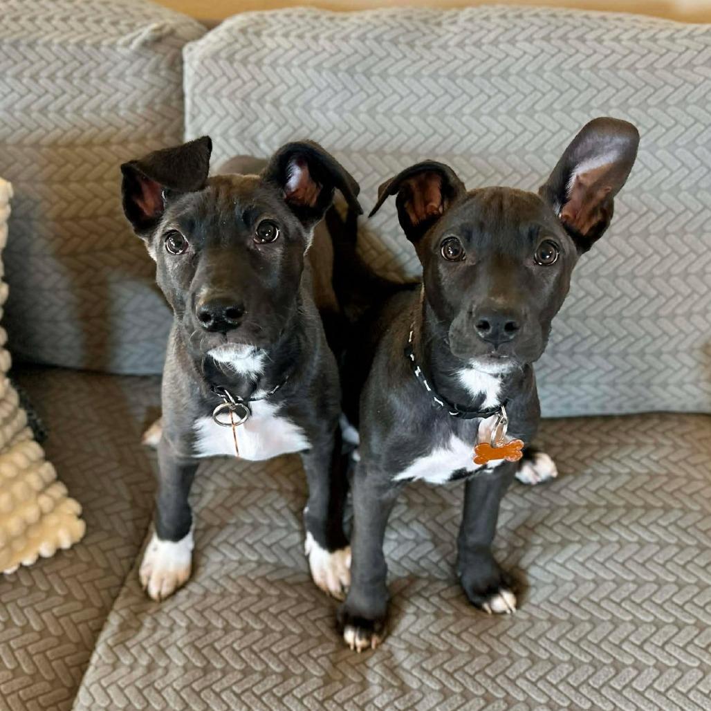 Enlarge Poppy, a Adoptable mixed breed in Bend, OR image 3/6