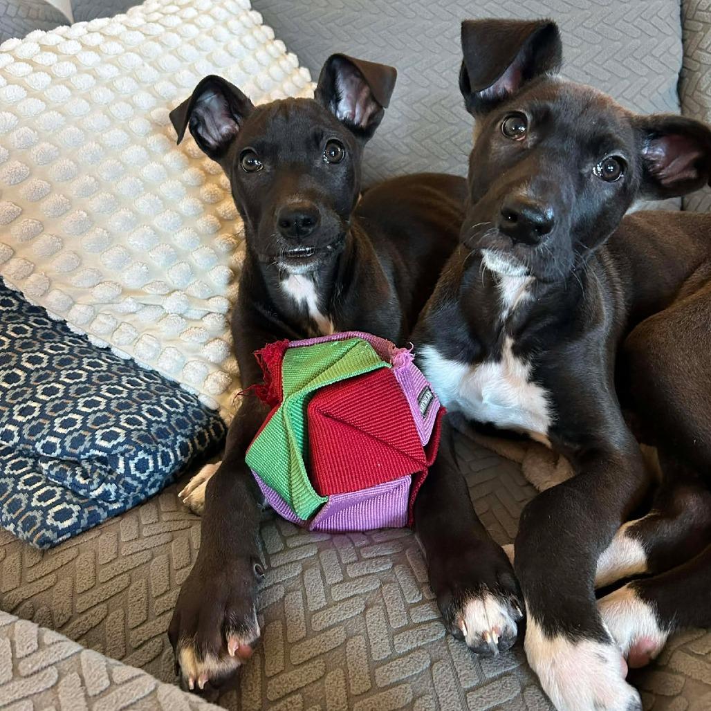 Enlarge Poppy, a Adoptable mixed breed in Bend, OR image 4/6