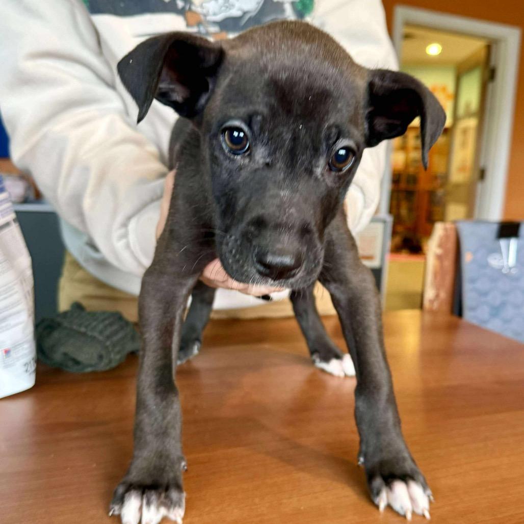 Enlarge Poppy, a Adoptable mixed breed in Bend, OR image 5/6