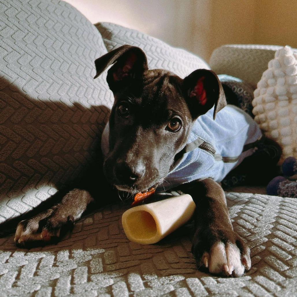 Enlarge Poppy, a Adoptable mixed breed in Bend, OR image 6/6