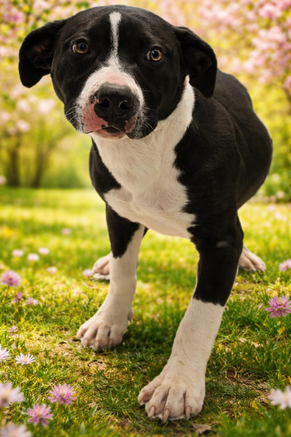 Enlarge Maria - 29346, a ADOPTABLE mixed breed in Yreka, CA image 1/1